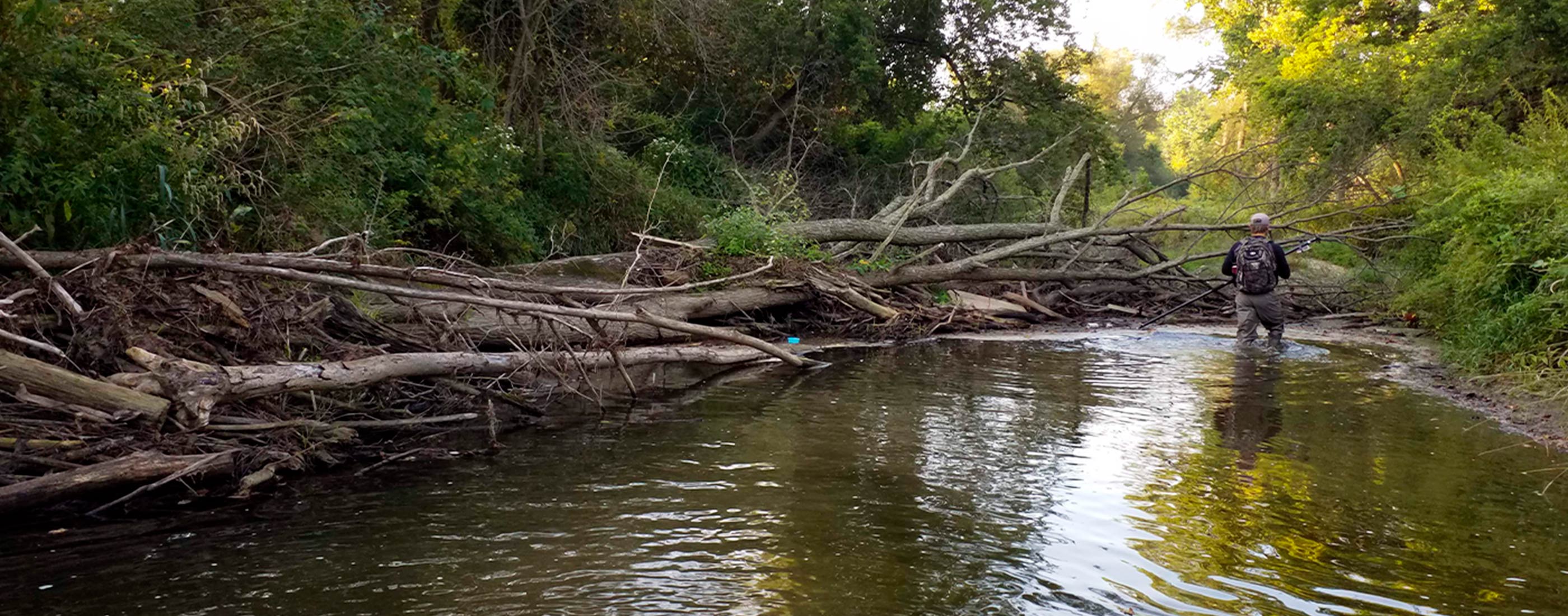 One of our water experts walks through a stream with excessive stormwater.