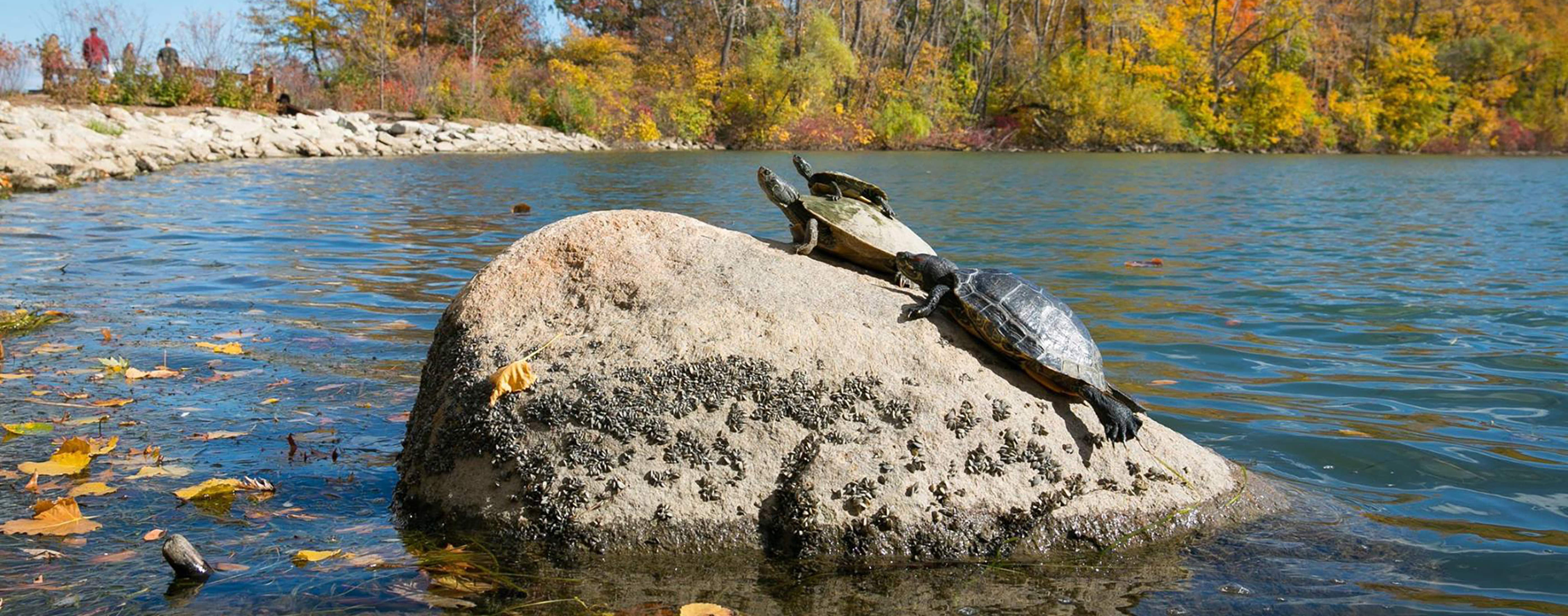 Several turtles climbing a rock in the water