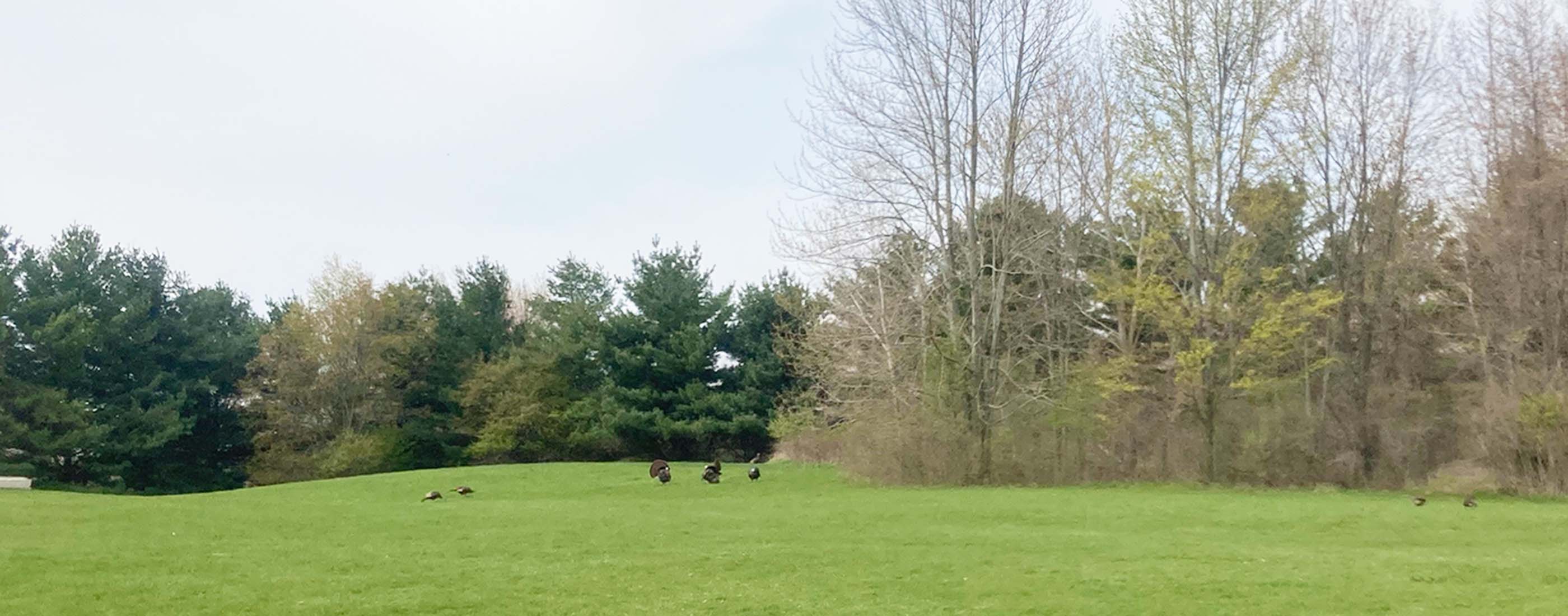 Wild turkeys behind water resource facility at Walled Lake Novi PFAS Evaluation